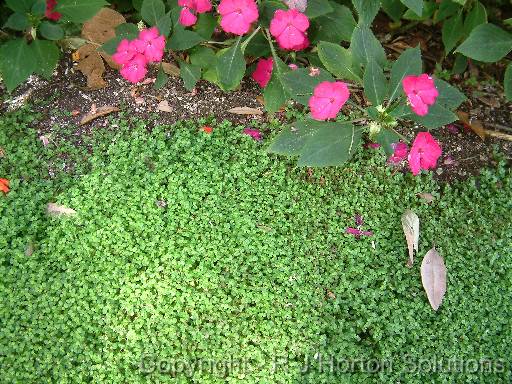 Babies tears (Soleirolia solierolii) with impatiens 